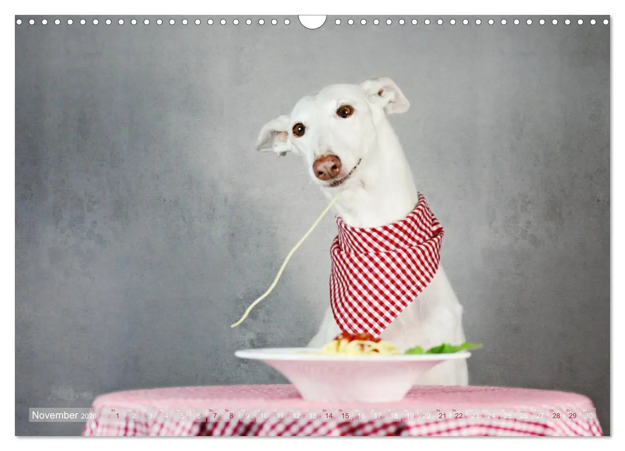 Bild: 9783457900635 | Zauberhafte Windhunde (Wandkalender 2026 DIN A3 quer), CALVENDO...