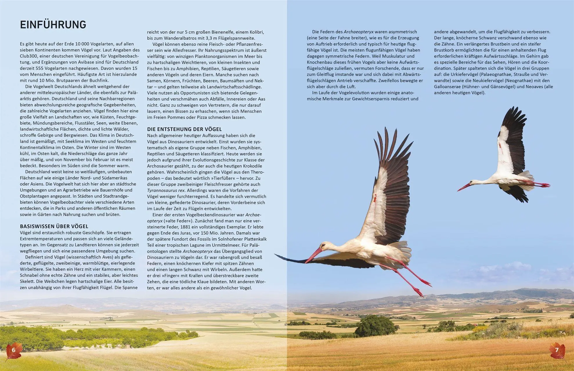 Bild: 9783831050635 | Heimische Vögel lebensgroß | Nancy J. Hajeski | Buch | 224 S. | 2026