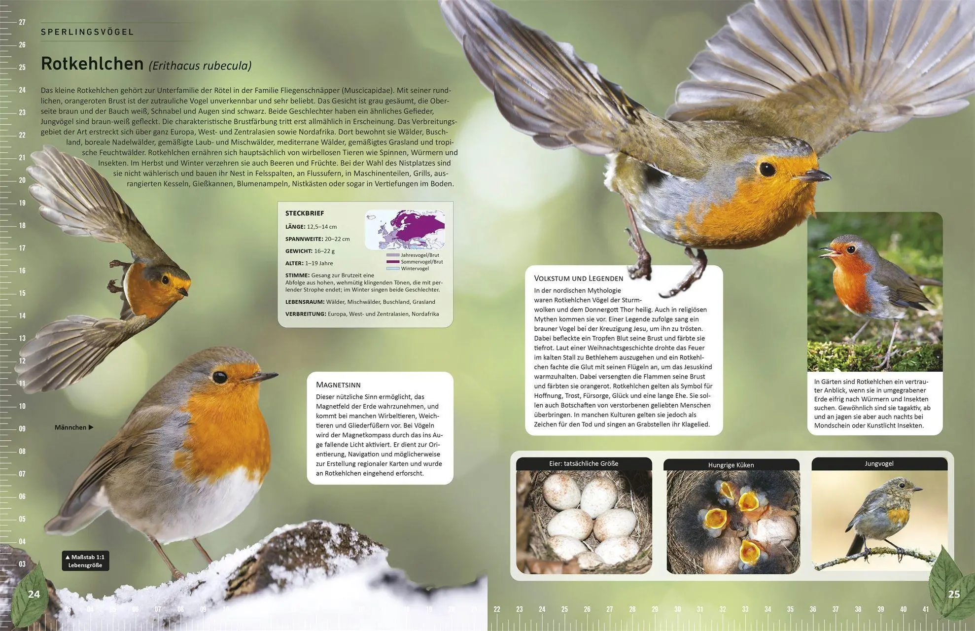 Bild: 9783831050635 | Heimische Vögel lebensgroß | Nancy J. Hajeski | Buch | 224 S. | 2026