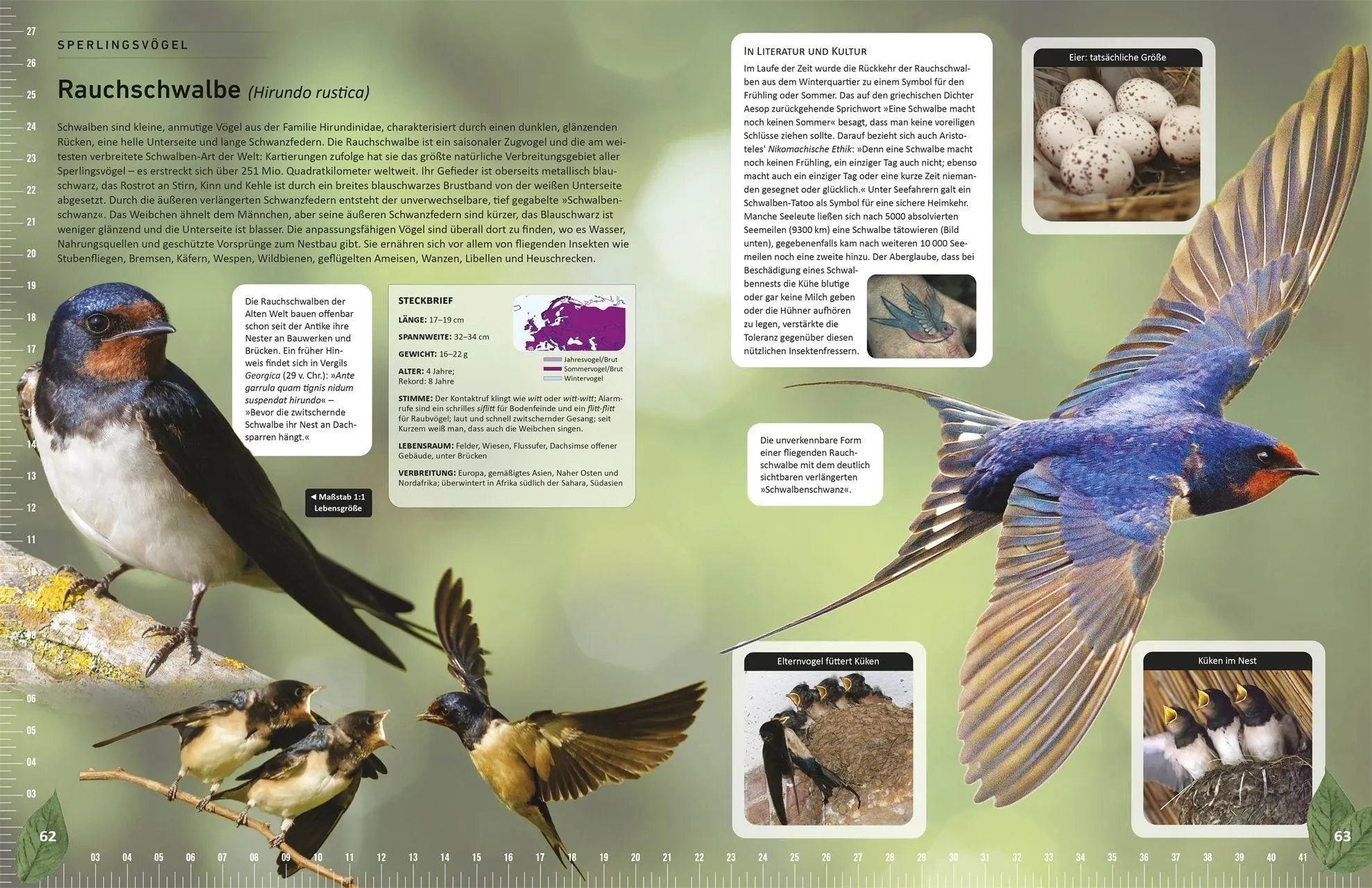 Bild: 9783831050635 | Heimische Vögel lebensgroß | Nancy J. Hajeski | Buch | 224 S. | 2026