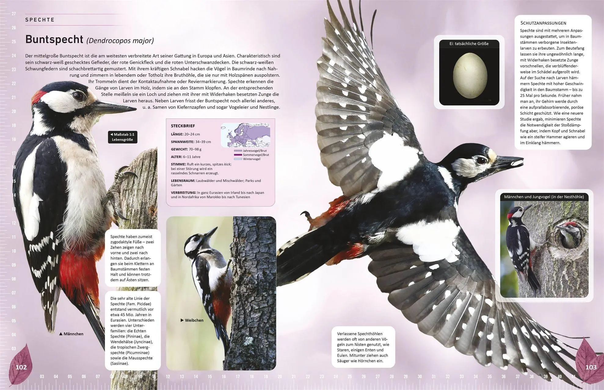 Bild: 9783831050635 | Heimische Vögel lebensgroß | Nancy J. Hajeski | Buch | 224 S. | 2026