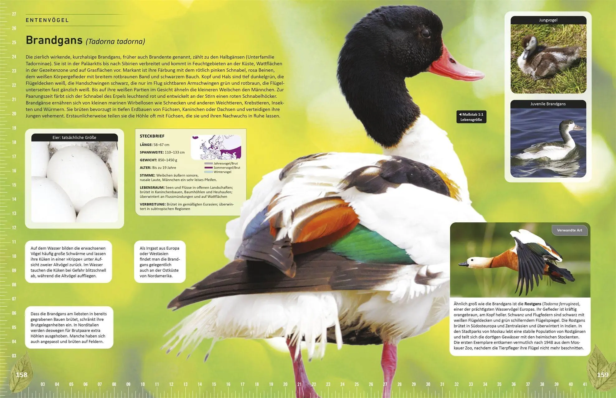 Bild: 9783831050635 | Heimische Vögel lebensgroß | Nancy J. Hajeski | Buch | 224 S. | 2026