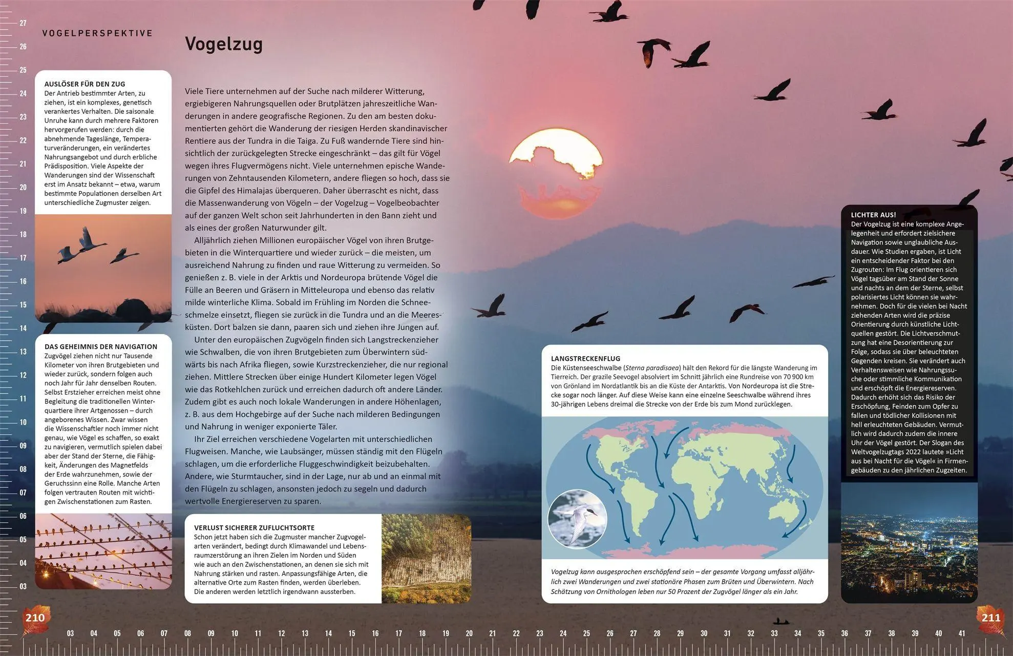 Bild: 9783831050635 | Heimische Vögel lebensgroß | Nancy J. Hajeski | Buch | 224 S. | 2026