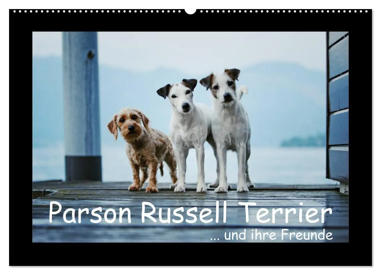 Cover: 9783516150735 | Parson Russell Terrier (Wandkalender 2026 DIN A2 quer), CALVENDO...