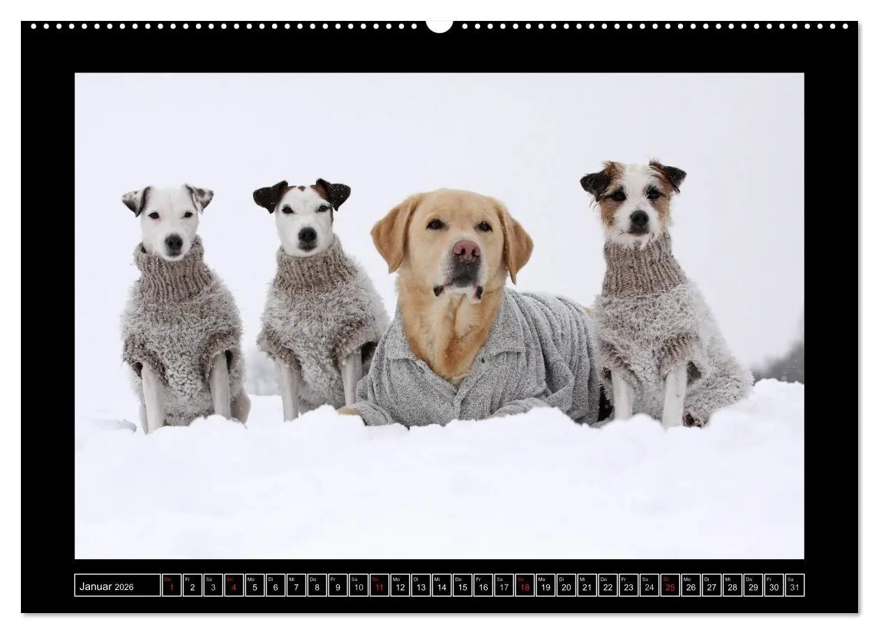 Bild: 9783516150735 | Parson Russell Terrier (Wandkalender 2026 DIN A2 quer), CALVENDO...