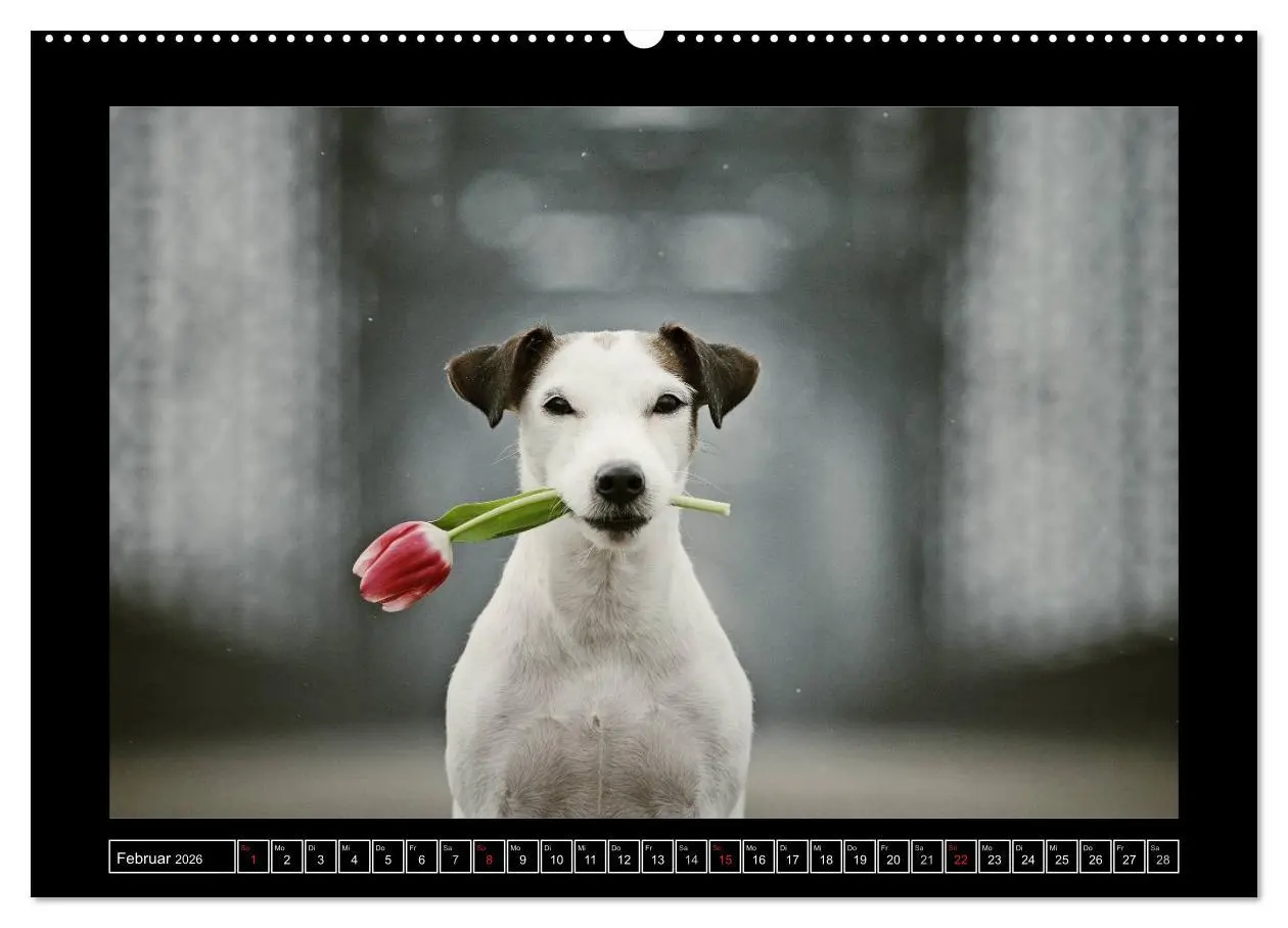 Bild: 9783516150735 | Parson Russell Terrier (Wandkalender 2026 DIN A2 quer), CALVENDO...