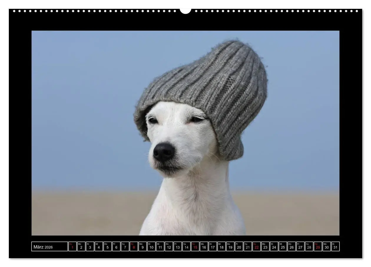 Bild: 9783516150735 | Parson Russell Terrier (Wandkalender 2026 DIN A2 quer), CALVENDO...