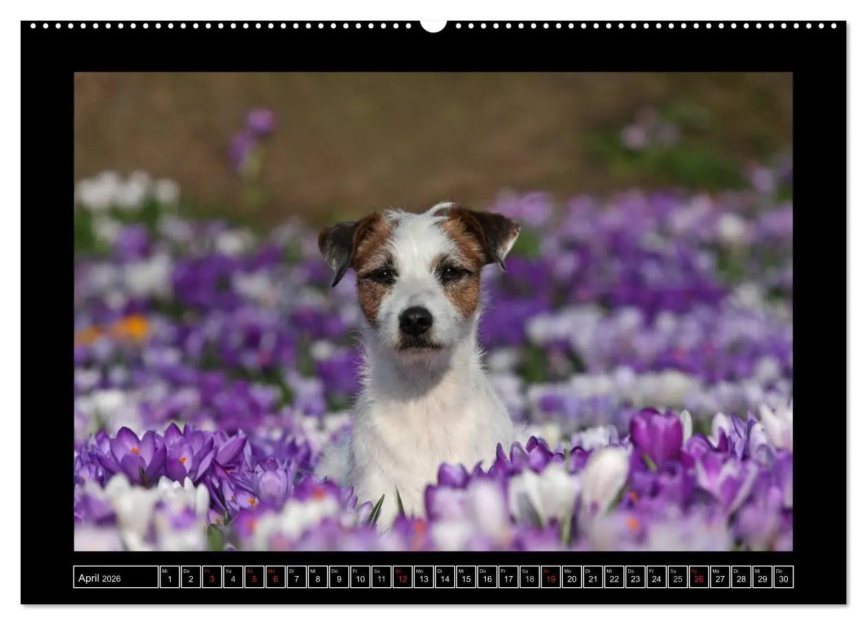 Bild: 9783516150735 | Parson Russell Terrier (Wandkalender 2026 DIN A2 quer), CALVENDO...