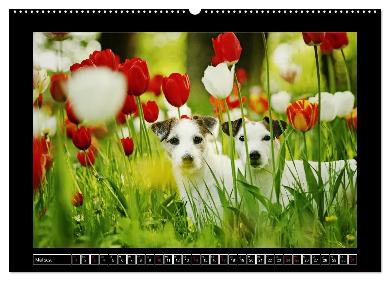 Bild: 9783516150735 | Parson Russell Terrier (Wandkalender 2026 DIN A2 quer), CALVENDO...