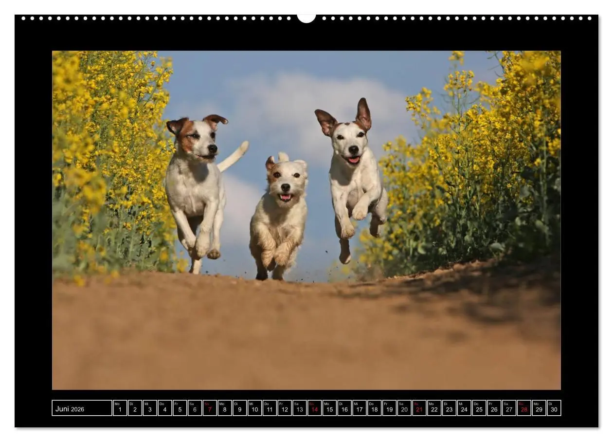 Bild: 9783516150735 | Parson Russell Terrier (Wandkalender 2026 DIN A2 quer), CALVENDO...