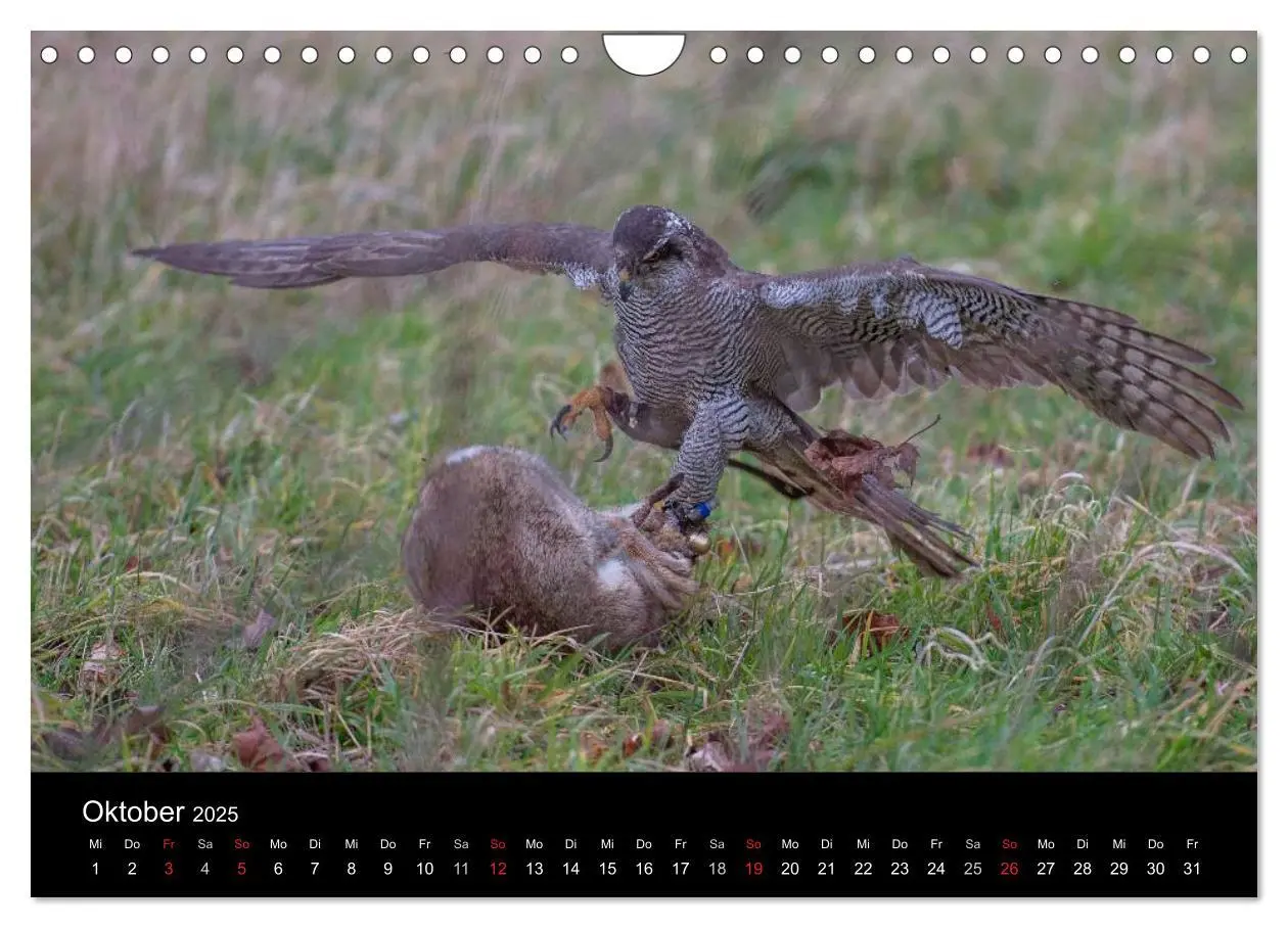 Bild: 9783435640935 | Falknerei Der Habicht (Wandkalender 2025 DIN A4 quer), CALVENDO...