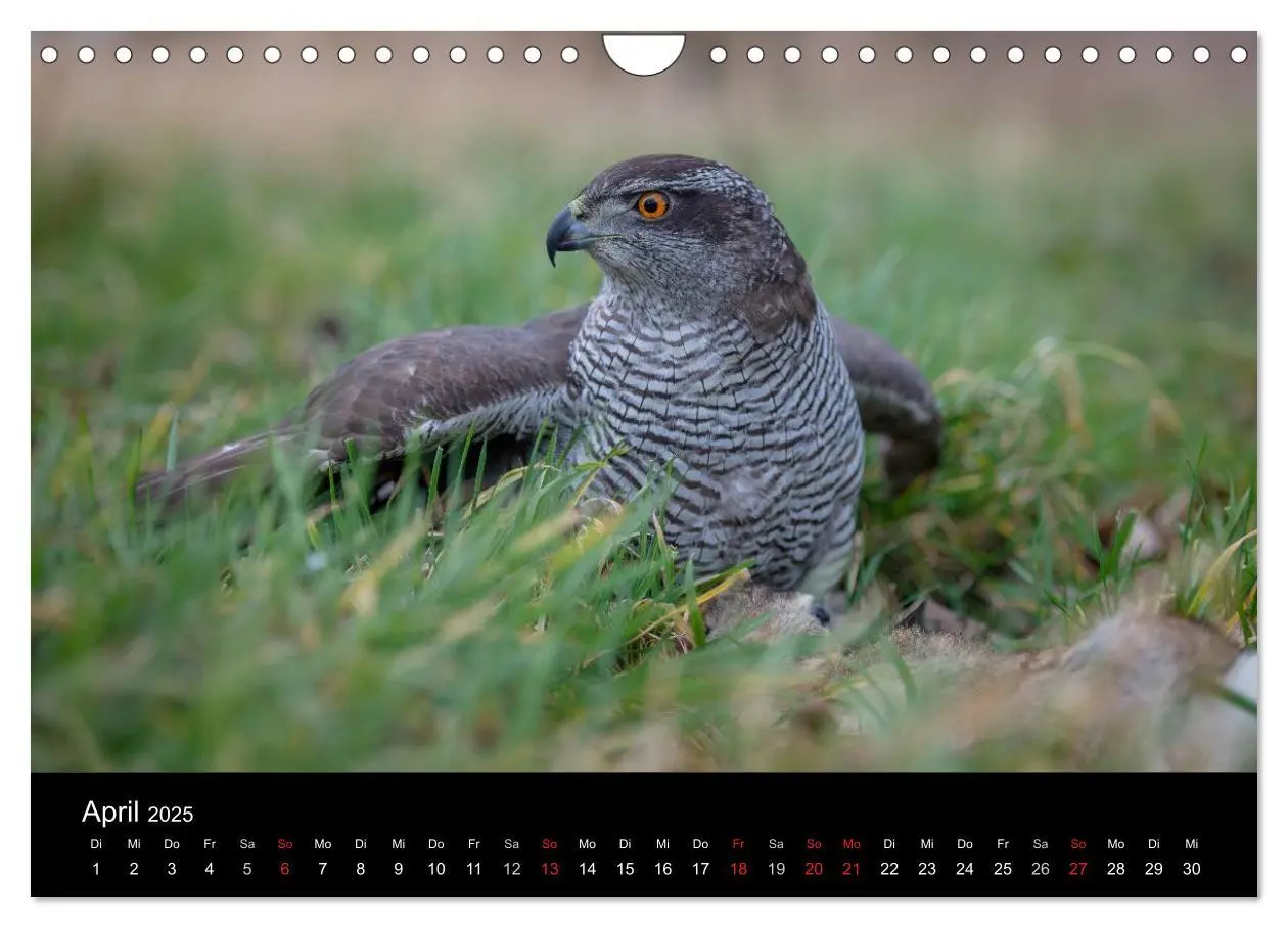 Bild: 9783435640935 | Falknerei Der Habicht (Wandkalender 2025 DIN A4 quer), CALVENDO...