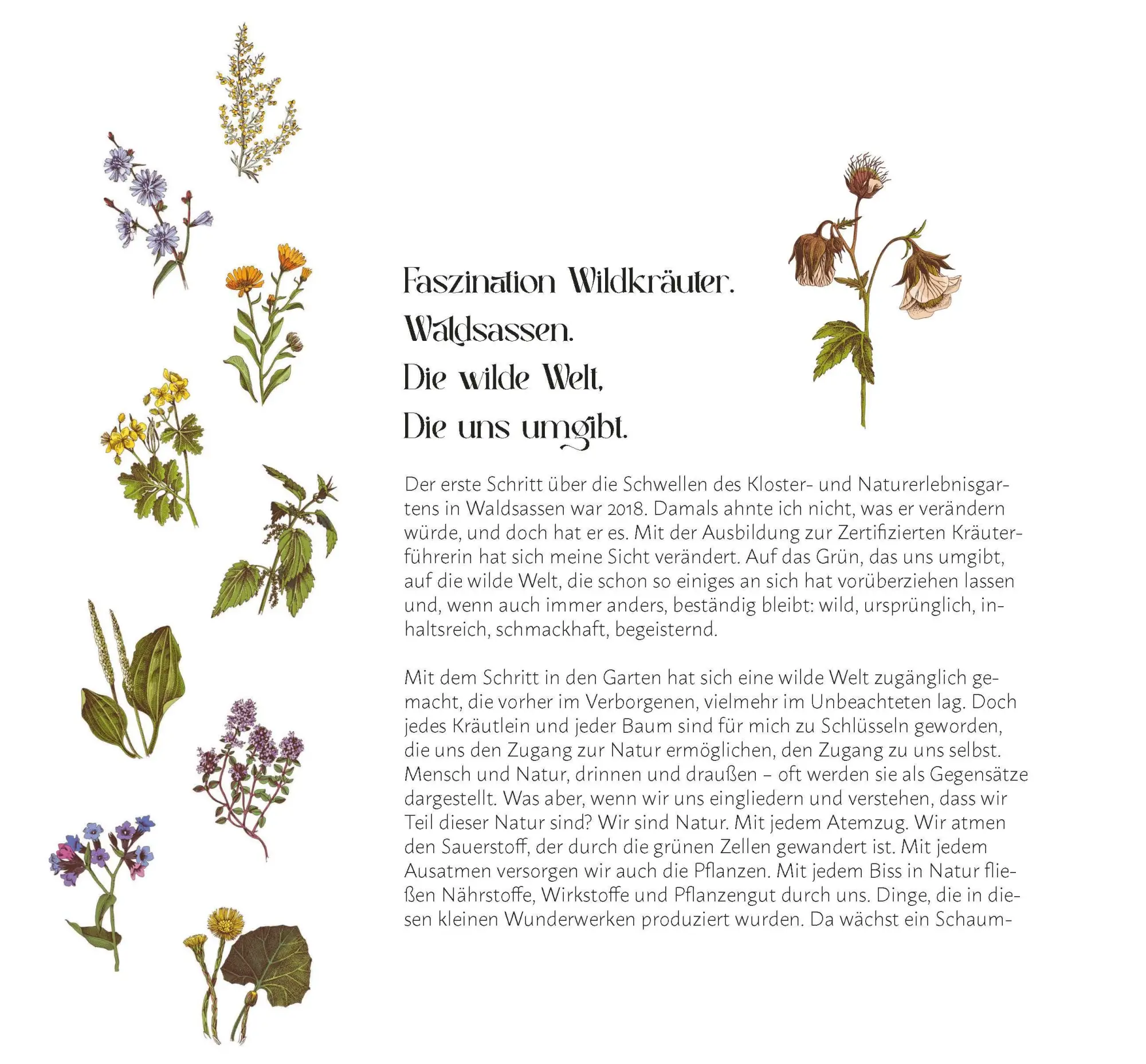Bild: 9783955870935 | Faszination Wildkräuter | Faszination Wildkräuter | Cornelia Müller