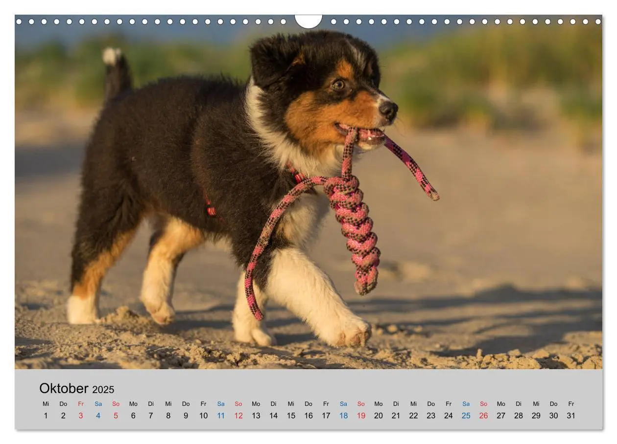 Bild: 9783435151035 | Australian Shepherd Welpen 2025 (Wandkalender 2025 DIN A3 quer),...