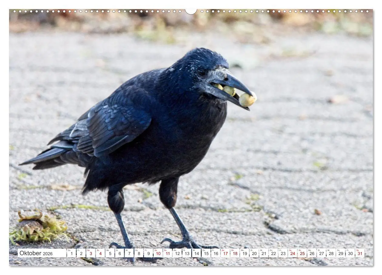 Bild: 9783457551035 | Rabenvögel - ganz nah (Wandkalender 2026 DIN A2 quer), CALVENDO...