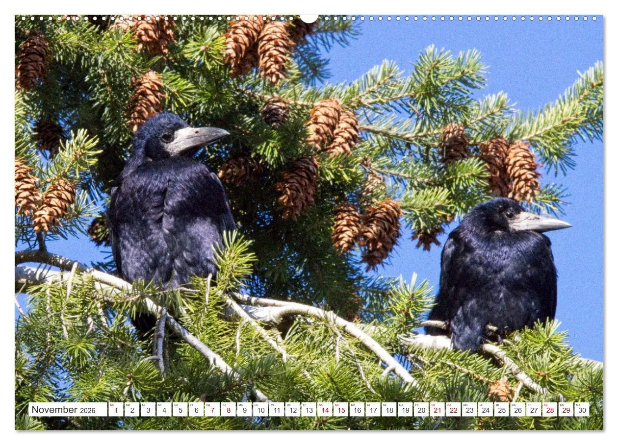 Bild: 9783457551035 | Rabenvögel - ganz nah (Wandkalender 2026 DIN A2 quer), CALVENDO...