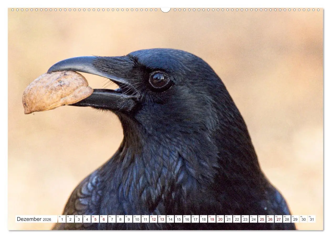 Bild: 9783457551035 | Rabenvögel - ganz nah (Wandkalender 2026 DIN A2 quer), CALVENDO...