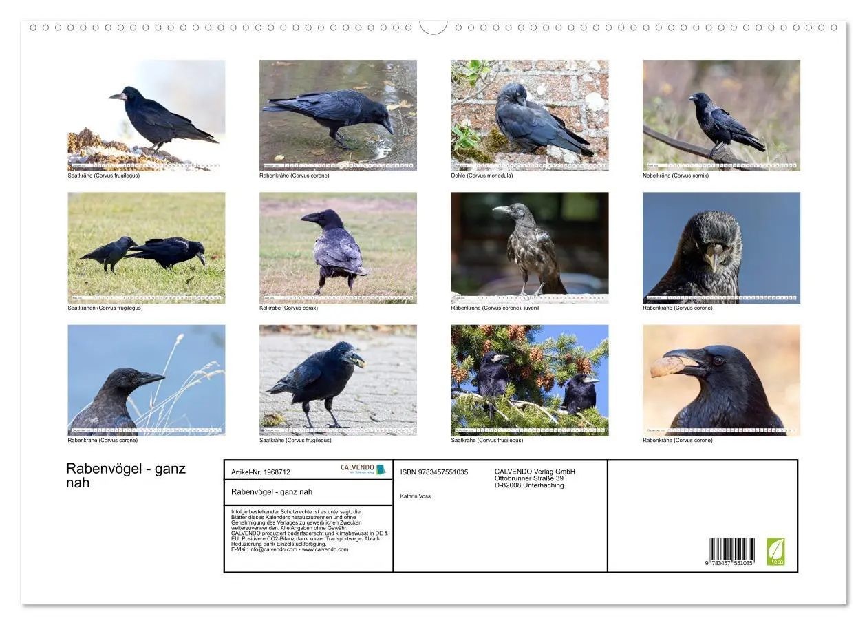 Bild: 9783457551035 | Rabenvögel - ganz nah (Wandkalender 2026 DIN A2 quer), CALVENDO...
