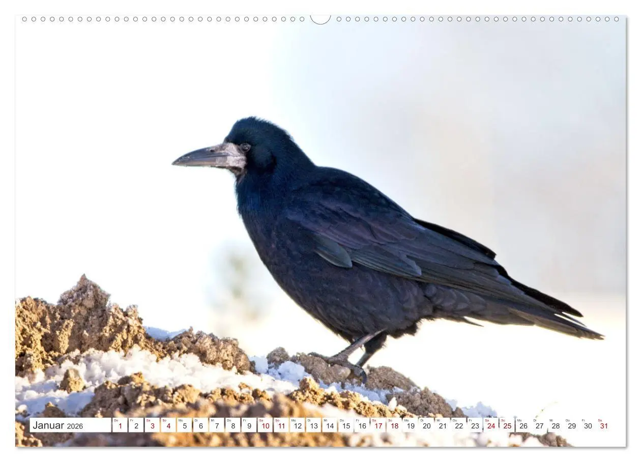 Bild: 9783457551035 | Rabenvögel - ganz nah (Wandkalender 2026 DIN A2 quer), CALVENDO...