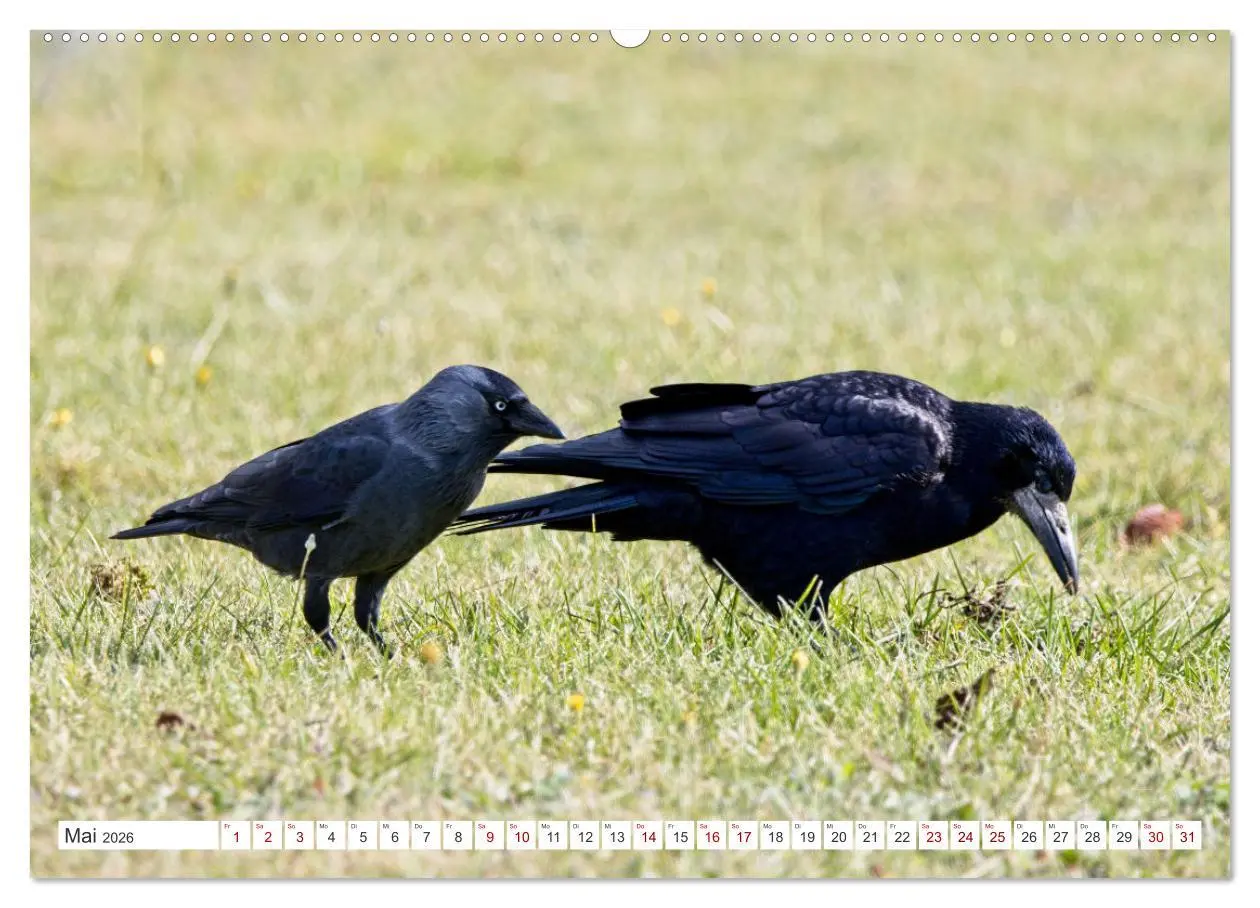 Bild: 9783457551035 | Rabenvögel - ganz nah (Wandkalender 2026 DIN A2 quer), CALVENDO...
