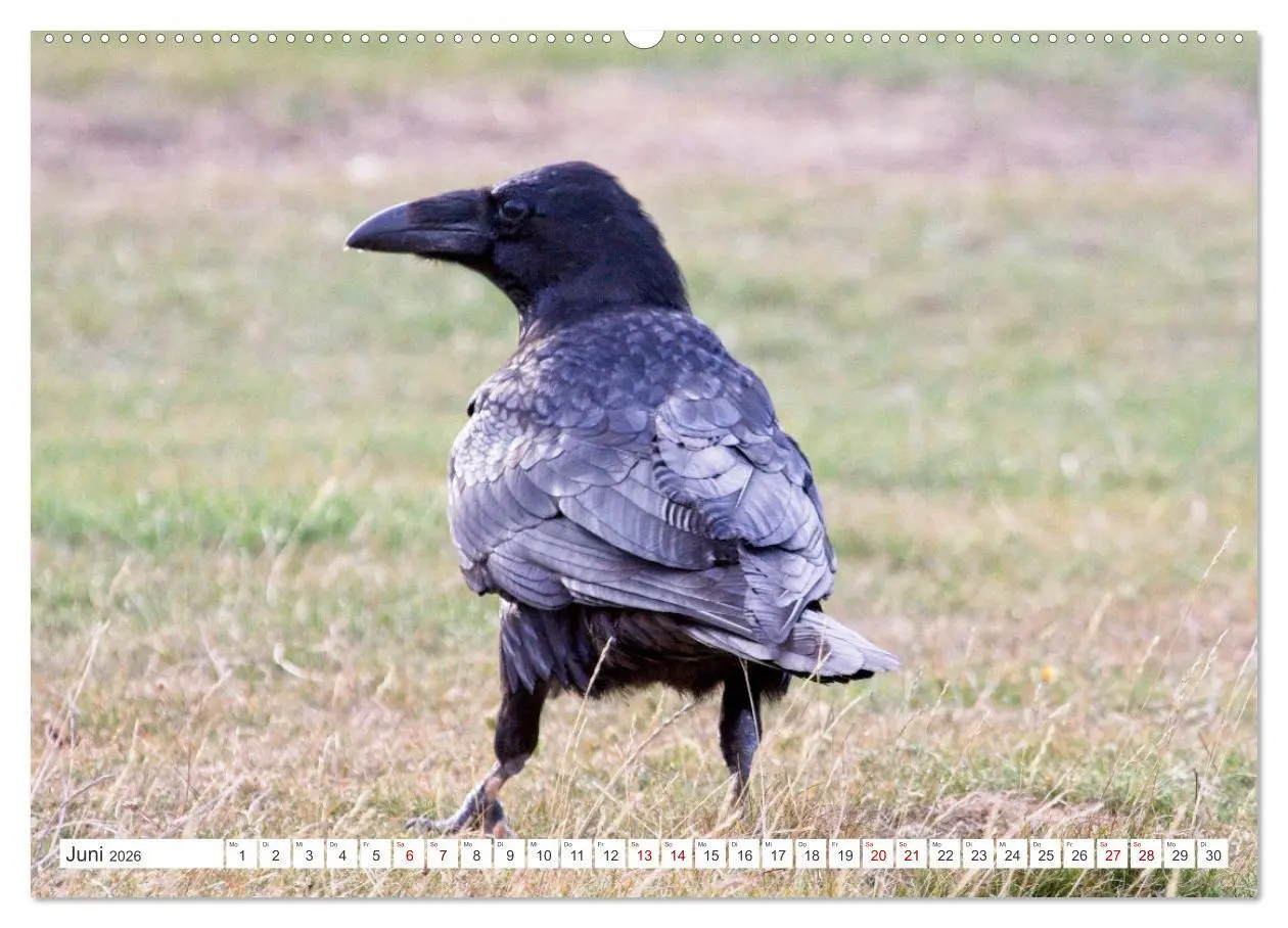 Bild: 9783457551035 | Rabenvögel - ganz nah (Wandkalender 2026 DIN A2 quer), CALVENDO...