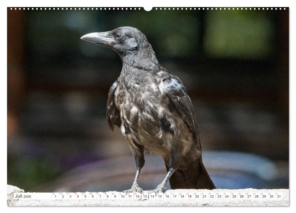 Bild: 9783457551035 | Rabenvögel - ganz nah (Wandkalender 2026 DIN A2 quer), CALVENDO...