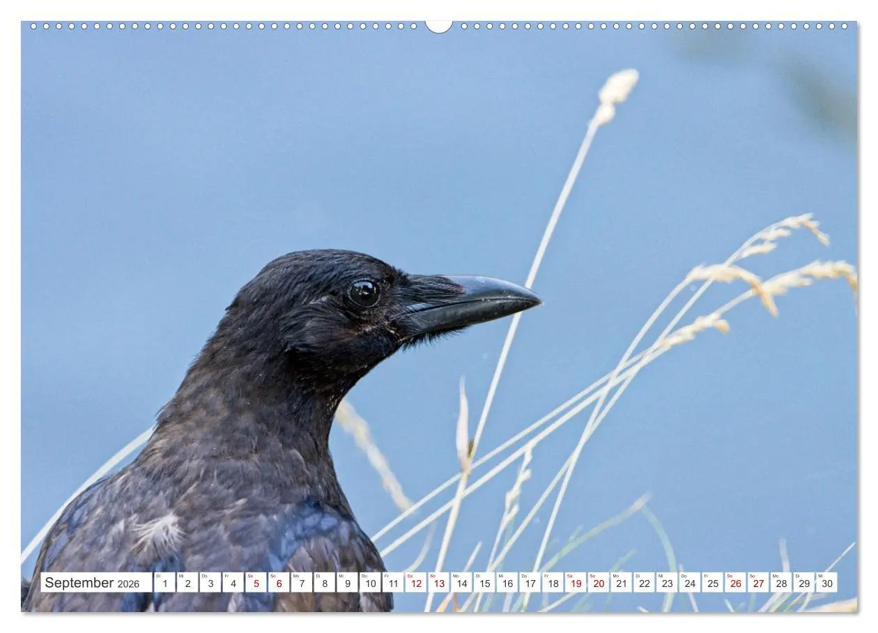 Bild: 9783457551035 | Rabenvögel - ganz nah (Wandkalender 2026 DIN A2 quer), CALVENDO...