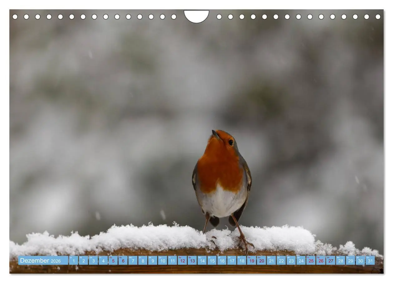 Bild: 9783457621035 | Rotkehlchen - Fotografiert von Ostfriesenfotografie (Wandkalender...