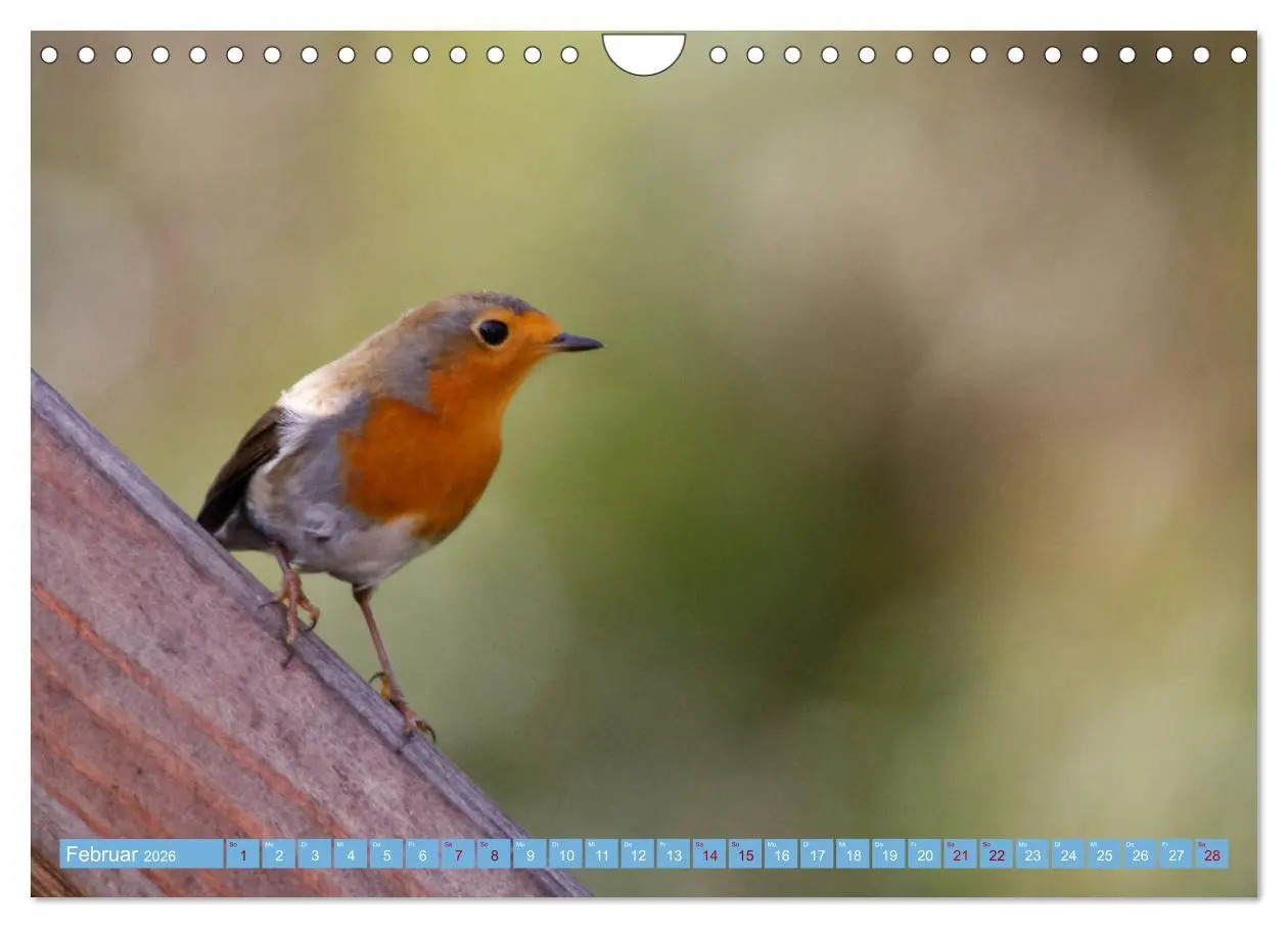 Bild: 9783457621035 | Rotkehlchen - Fotografiert von Ostfriesenfotografie (Wandkalender...