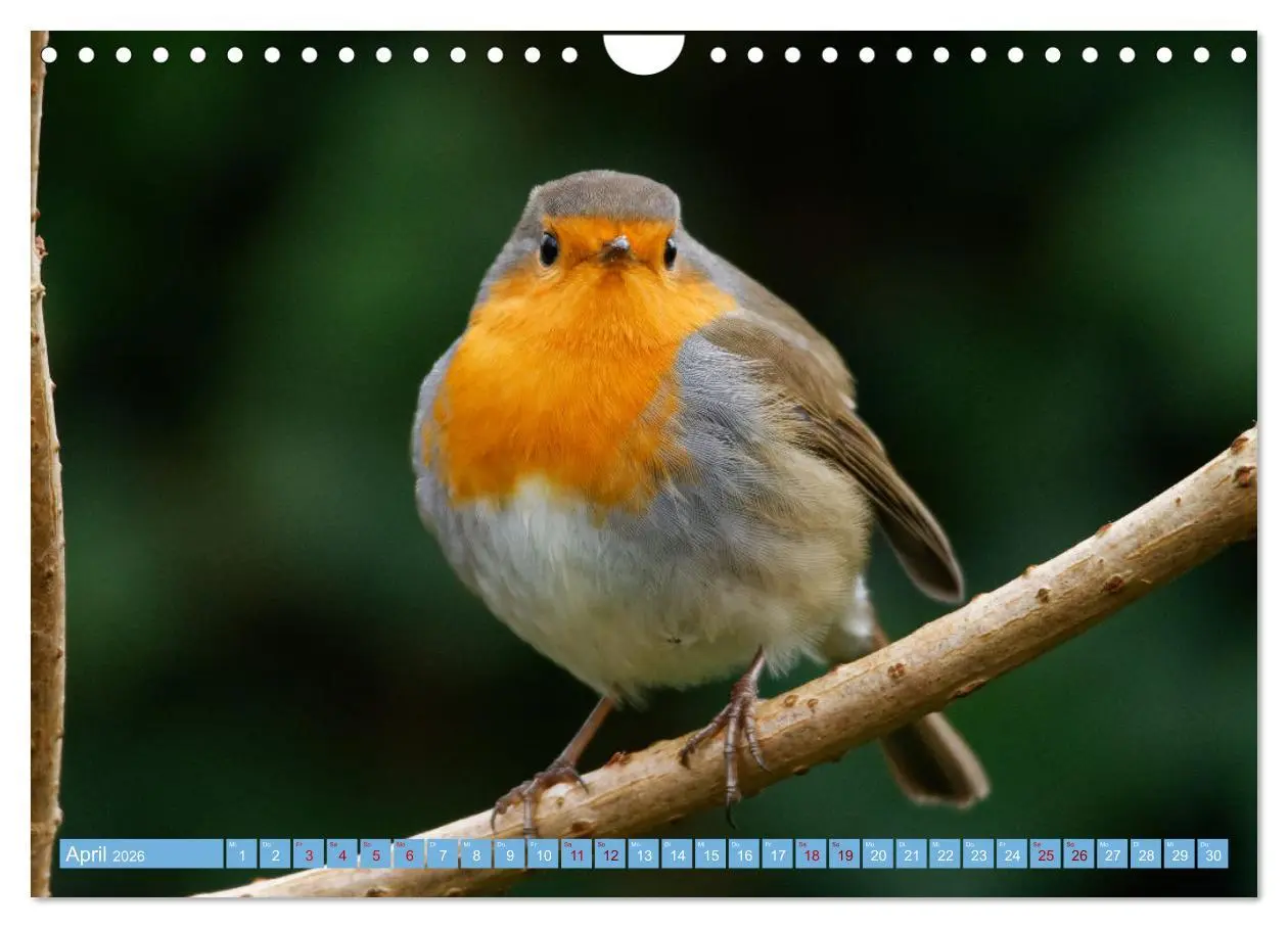 Bild: 9783457621035 | Rotkehlchen - Fotografiert von Ostfriesenfotografie (Wandkalender...