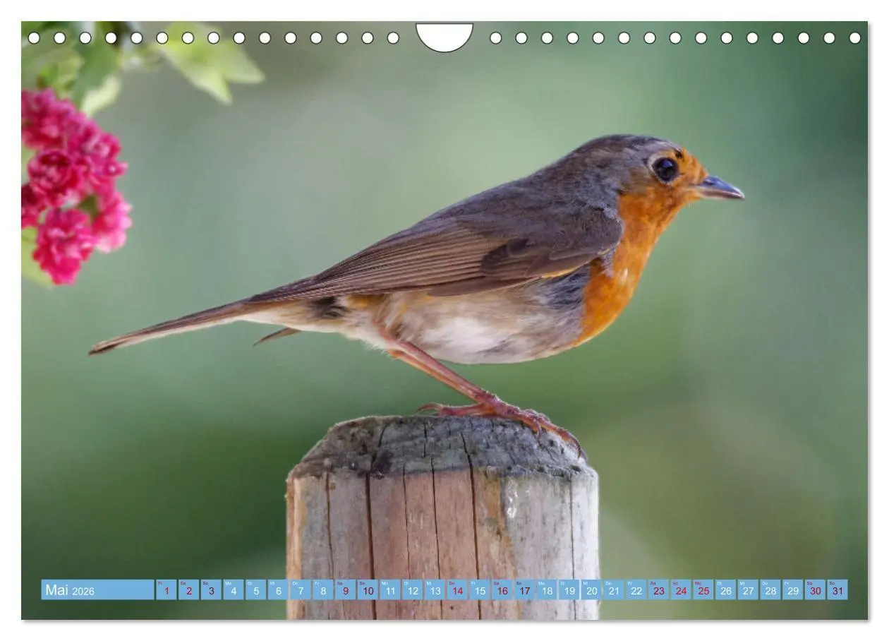 Bild: 9783457621035 | Rotkehlchen - Fotografiert von Ostfriesenfotografie (Wandkalender...