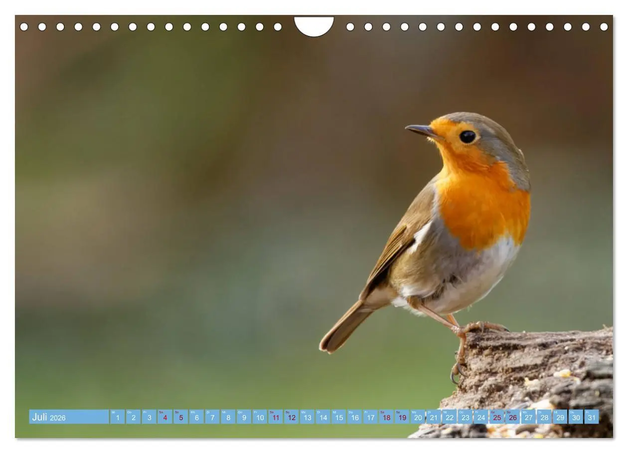 Bild: 9783457621035 | Rotkehlchen - Fotografiert von Ostfriesenfotografie (Wandkalender...