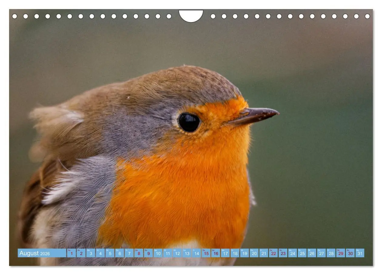 Bild: 9783457621035 | Rotkehlchen - Fotografiert von Ostfriesenfotografie (Wandkalender...