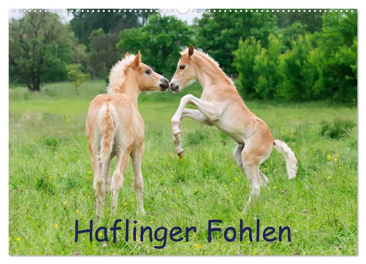 Cover: 9783516181135 | Haflinger Fohlen (Wandkalender 2026 DIN A2 quer), CALVENDO...