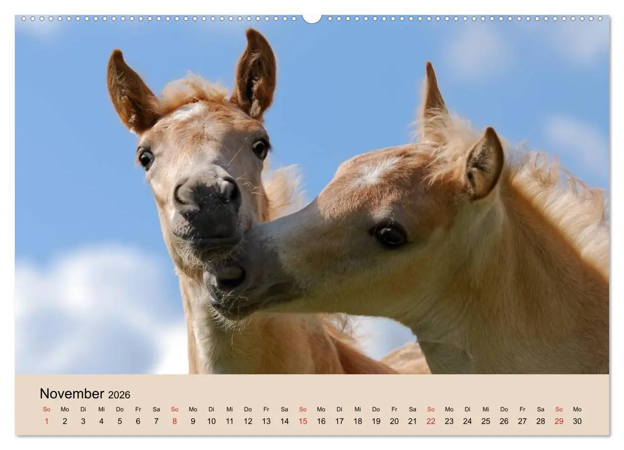 Bild: 9783516181135 | Haflinger Fohlen (Wandkalender 2026 DIN A2 quer), CALVENDO...