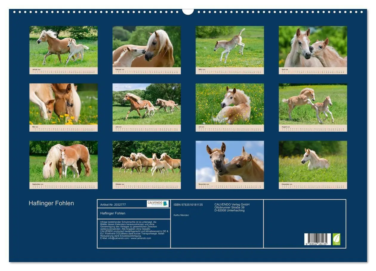 Bild: 9783516181135 | Haflinger Fohlen (Wandkalender 2026 DIN A2 quer), CALVENDO...