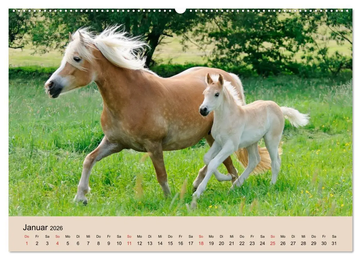 Bild: 9783516181135 | Haflinger Fohlen (Wandkalender 2026 DIN A2 quer), CALVENDO...