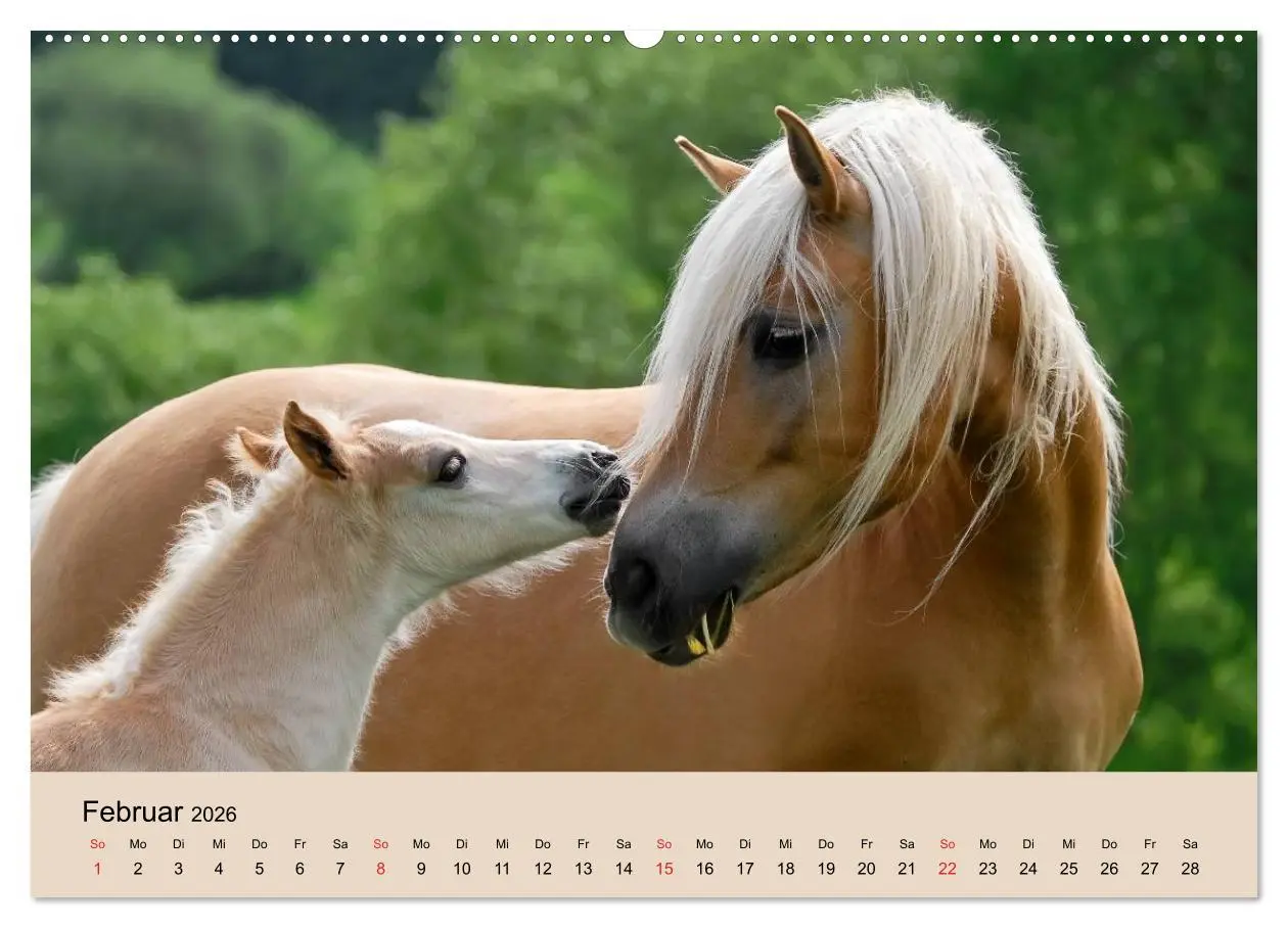 Bild: 9783516181135 | Haflinger Fohlen (Wandkalender 2026 DIN A2 quer), CALVENDO...