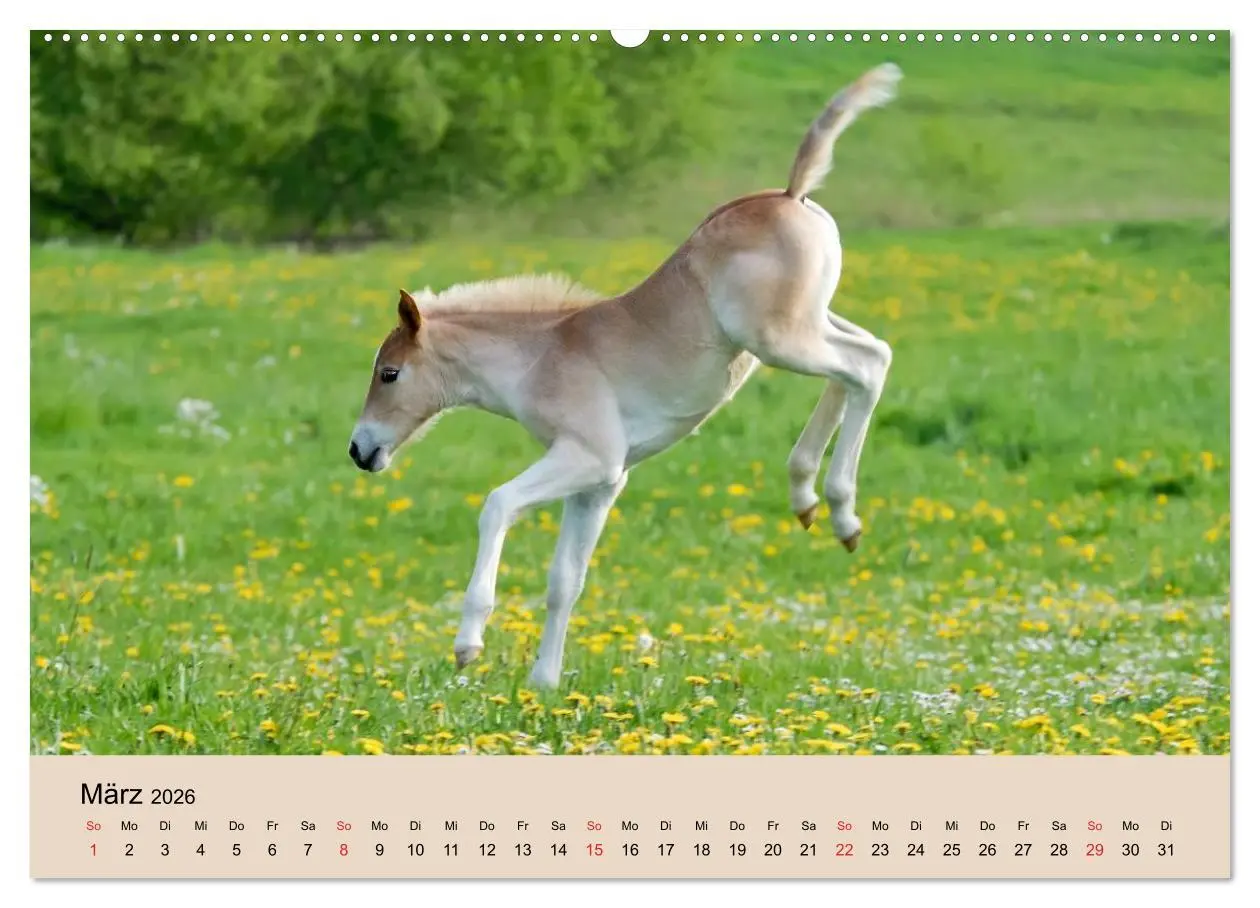 Bild: 9783516181135 | Haflinger Fohlen (Wandkalender 2026 DIN A2 quer), CALVENDO...