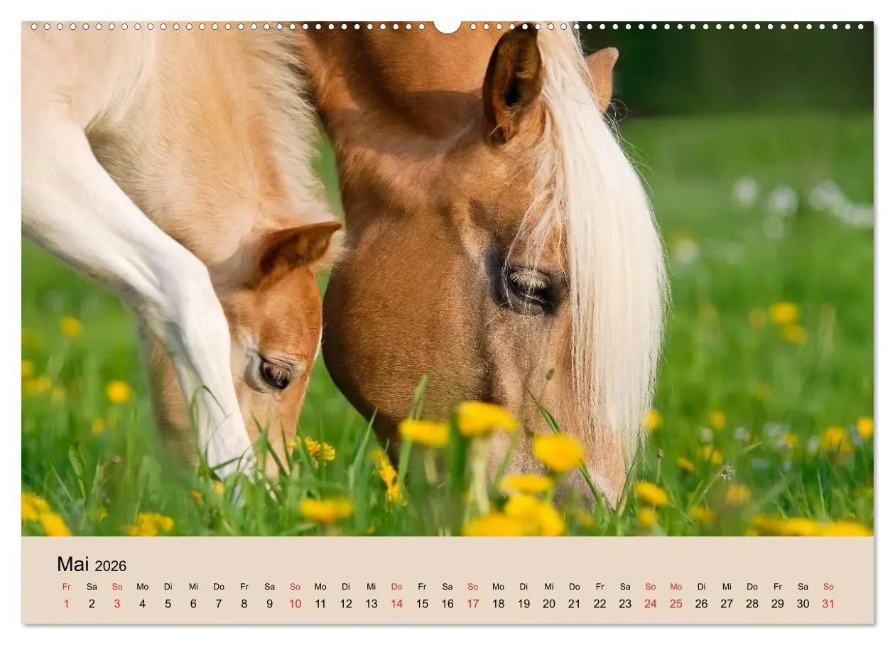 Bild: 9783516181135 | Haflinger Fohlen (Wandkalender 2026 DIN A2 quer), CALVENDO...
