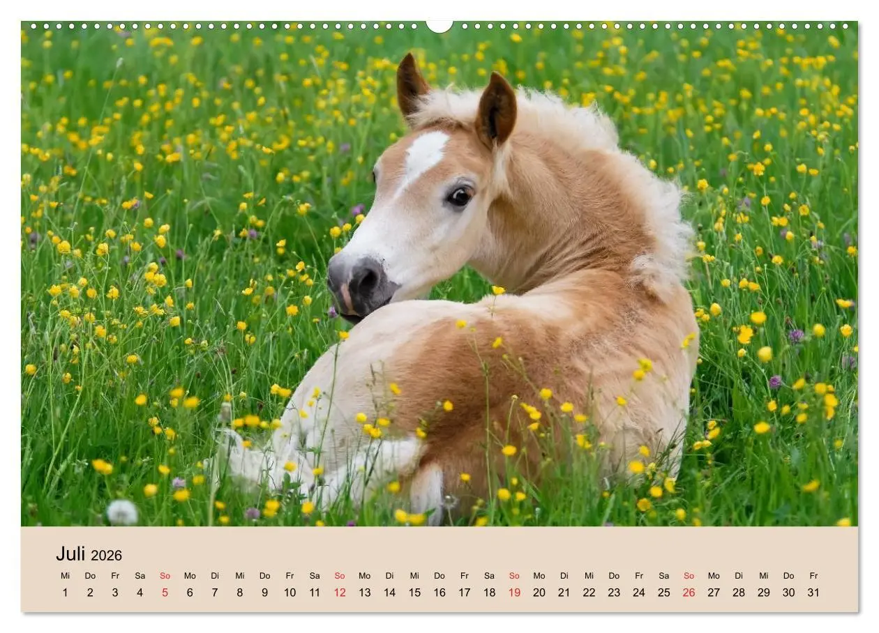 Bild: 9783516181135 | Haflinger Fohlen (Wandkalender 2026 DIN A2 quer), CALVENDO...