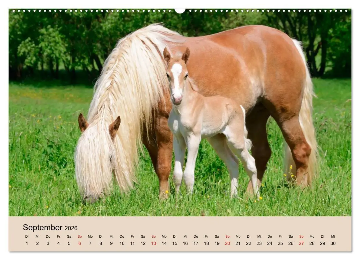 Bild: 9783516181135 | Haflinger Fohlen (Wandkalender 2026 DIN A2 quer), CALVENDO...