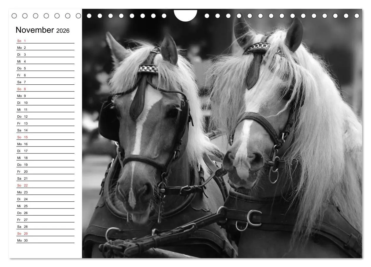 Bild: 9783457991435 | Leidenschaft Pferdesport - Impressionen (Wandkalender 2026 DIN A4...
