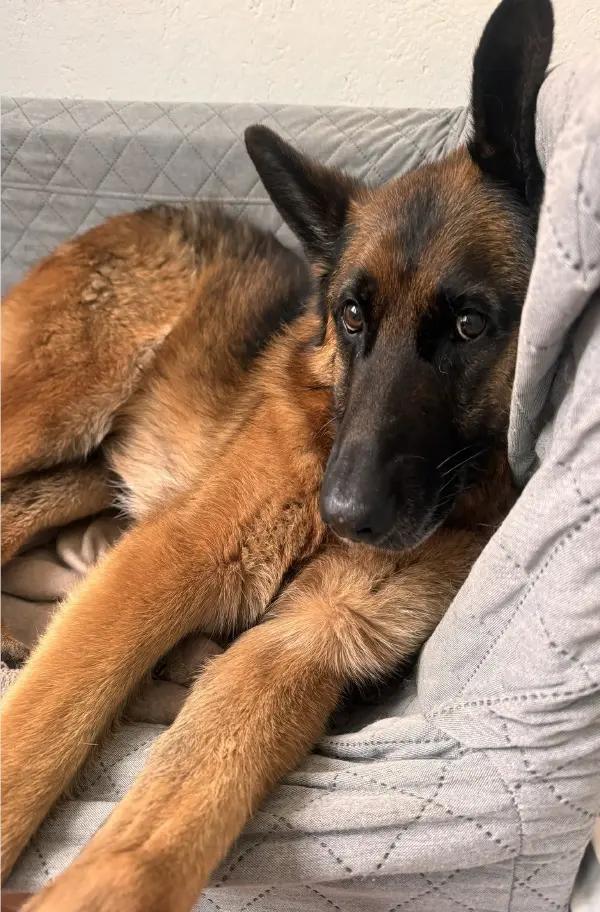 Cover: 9783565041435 | Der Schäferhund - ein Begleiter fürs Leben | Unser Elvis. DE | Winkler