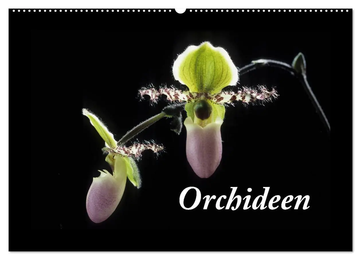 Cover: 9783516201635 | Orchideen 2026 (Wandkalender 2026 DIN A2 quer), CALVENDO...