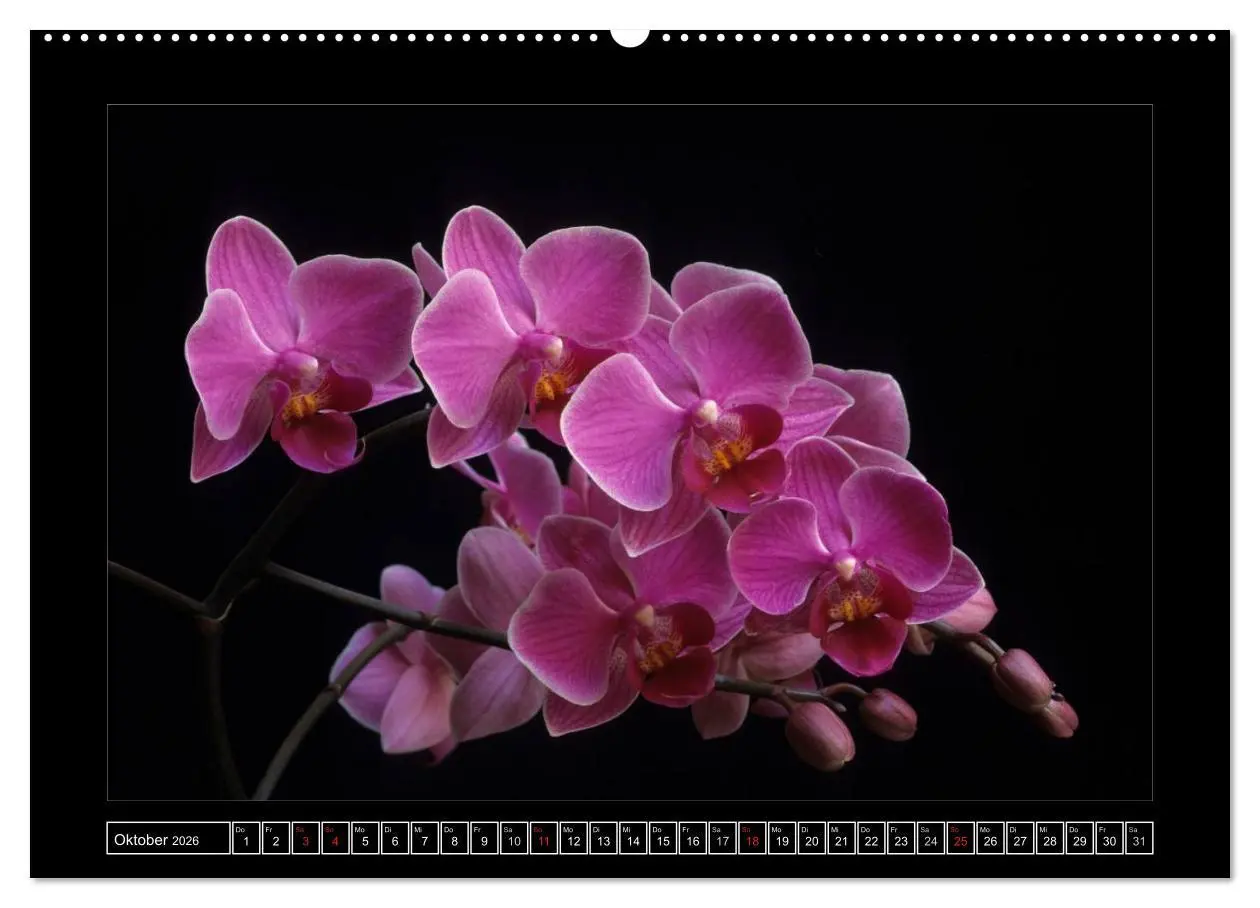 Bild: 9783516201635 | Orchideen 2026 (Wandkalender 2026 DIN A2 quer), CALVENDO...