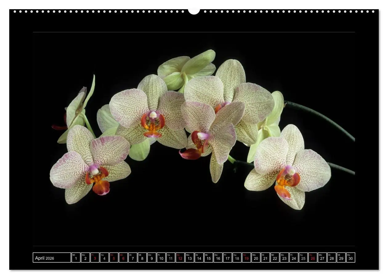 Bild: 9783516201635 | Orchideen 2026 (Wandkalender 2026 DIN A2 quer), CALVENDO...
