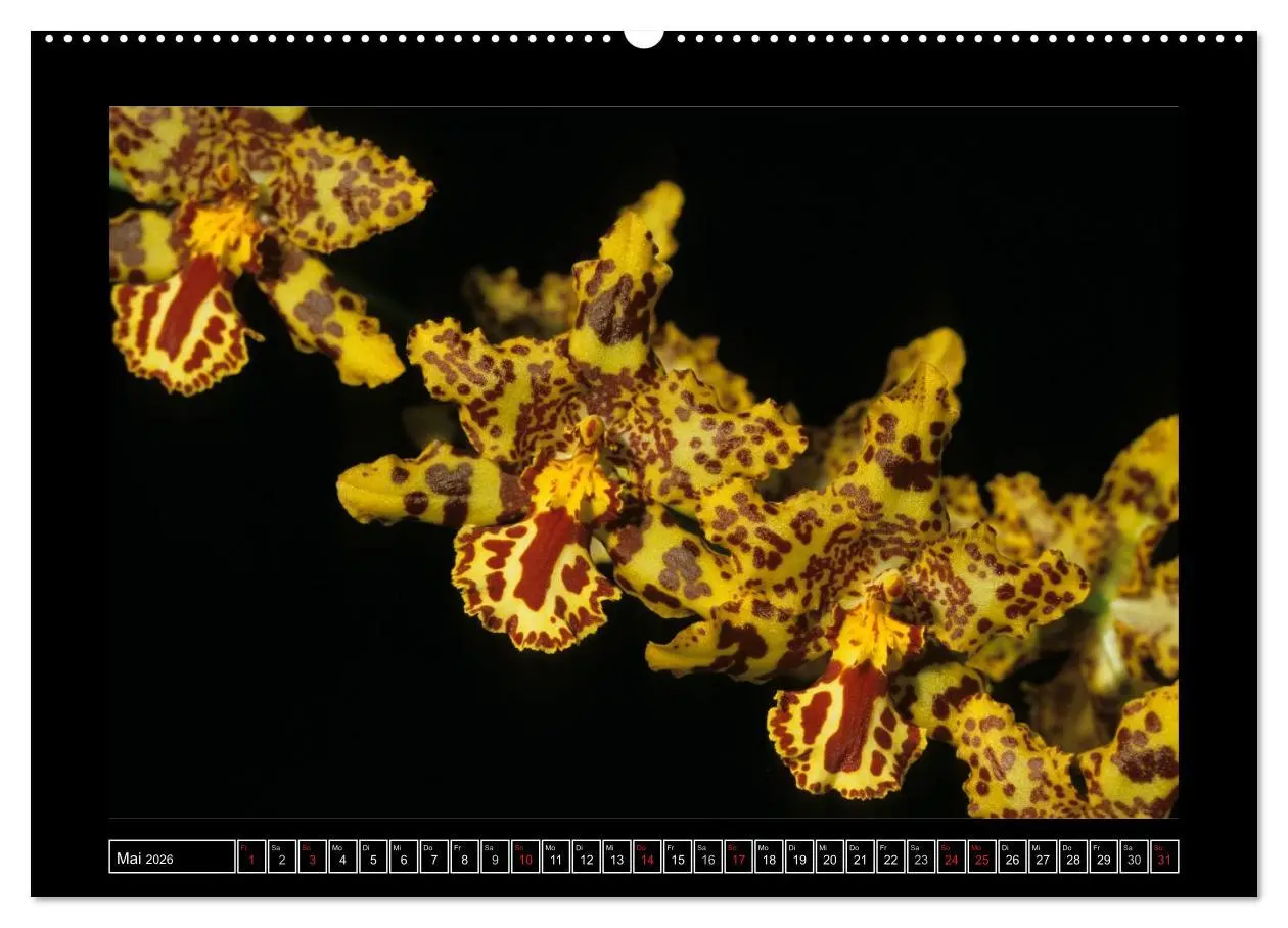Bild: 9783516201635 | Orchideen 2026 (Wandkalender 2026 DIN A2 quer), CALVENDO...