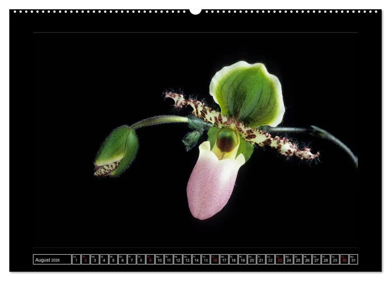 Bild: 9783516201635 | Orchideen 2026 (Wandkalender 2026 DIN A2 quer), CALVENDO...