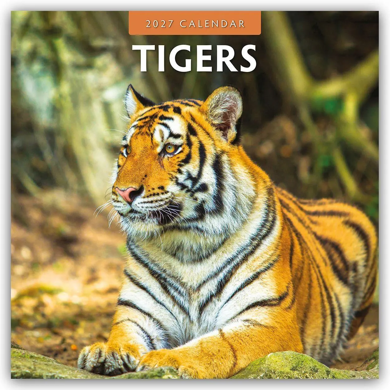 Cover: 9781837011735 | Tigers - Tiger 2027 - 16-Monatskalender | Robin Red | Kalender | 28 S.